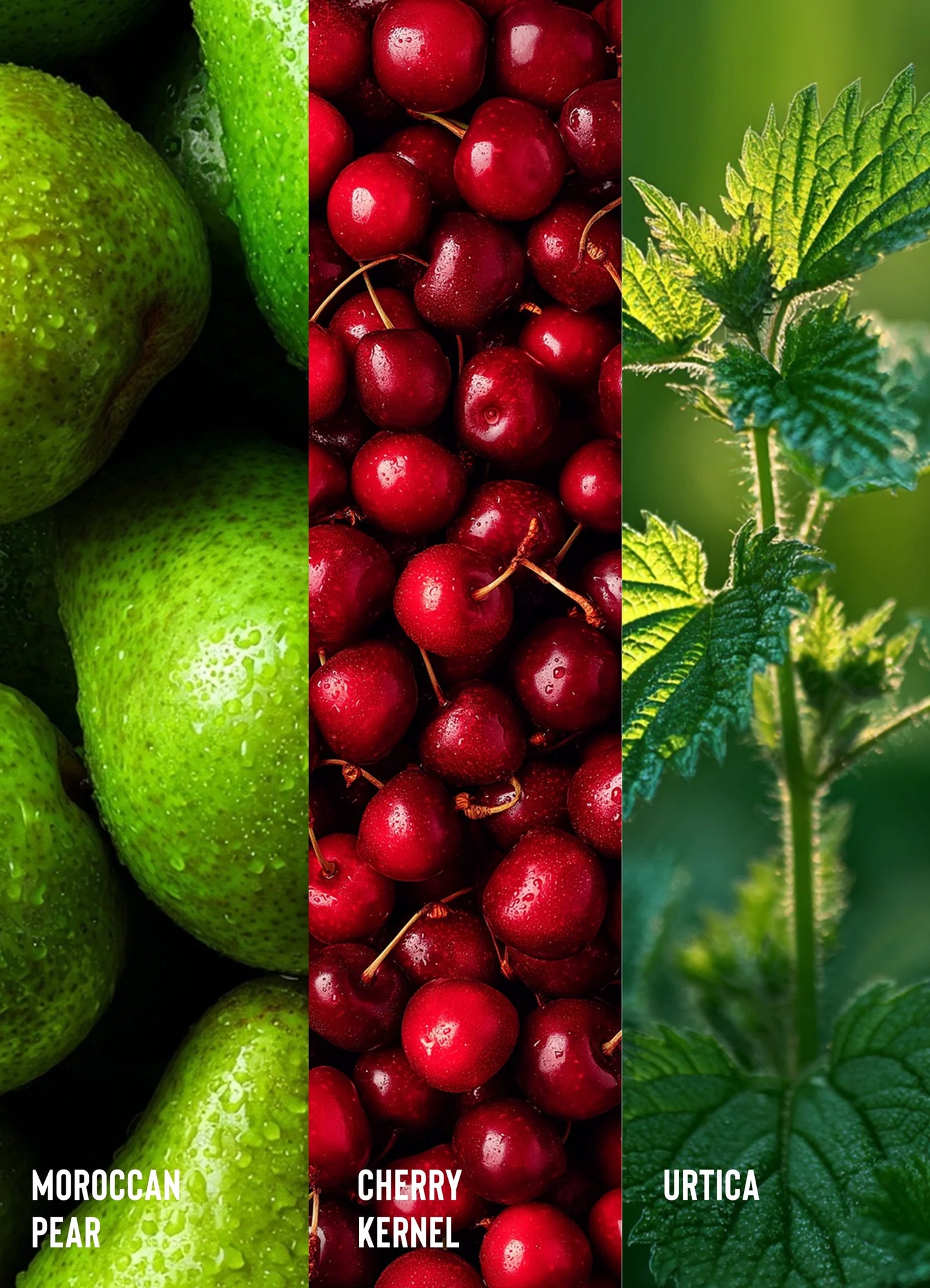 Three vertical sections showing Moroccan pear, cherry kernel, and urtica with labels below each.